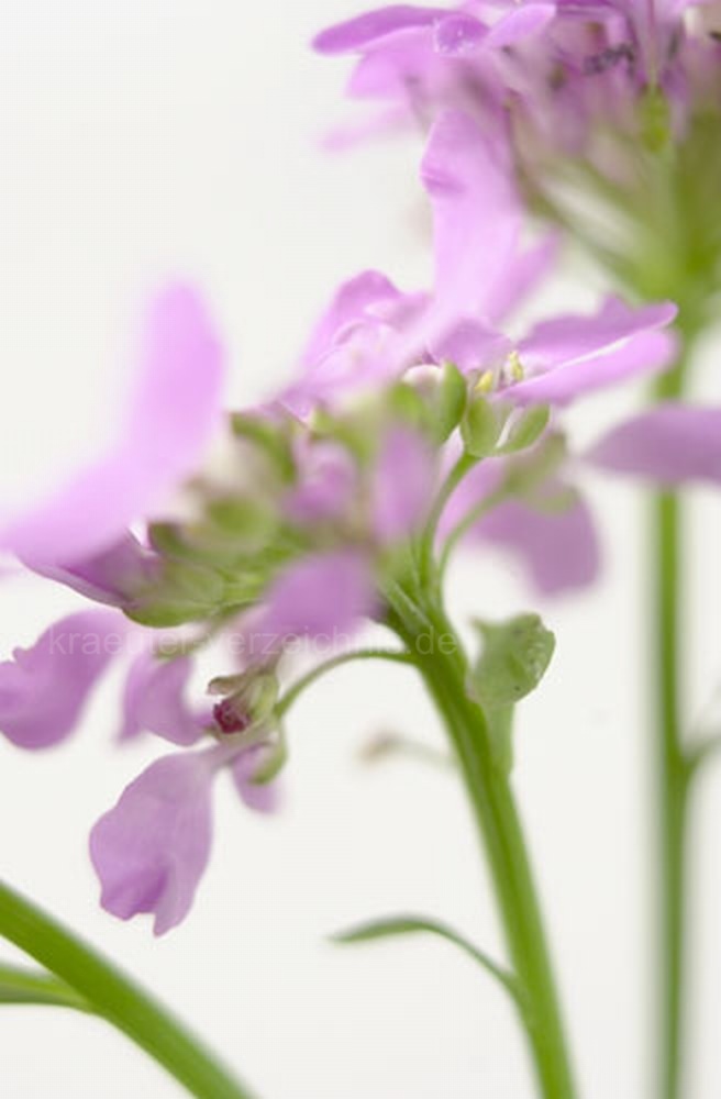 Bittere Schleifenblume