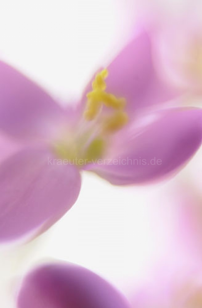 Centaury - Bachbl�ten