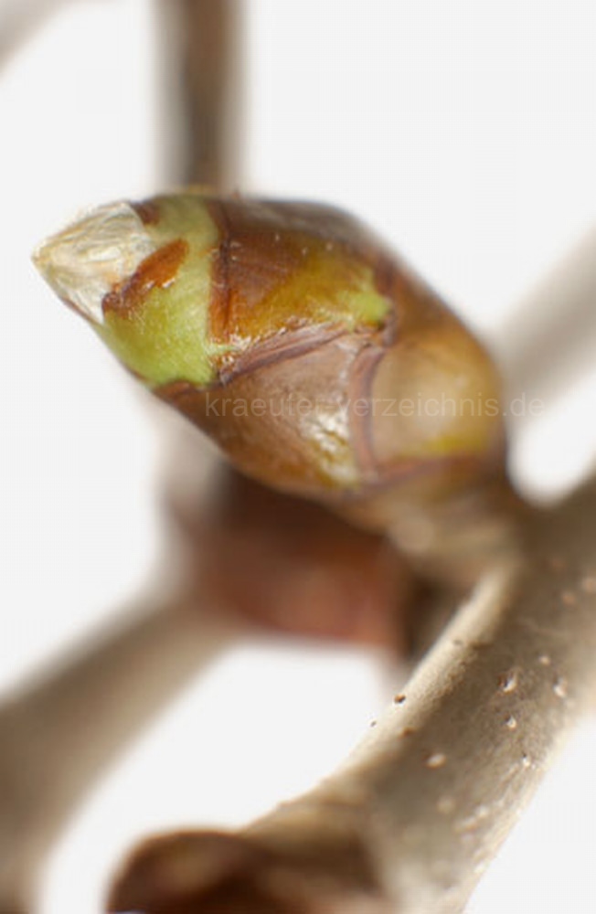 Chestnut-Bud-Bachbl�ten