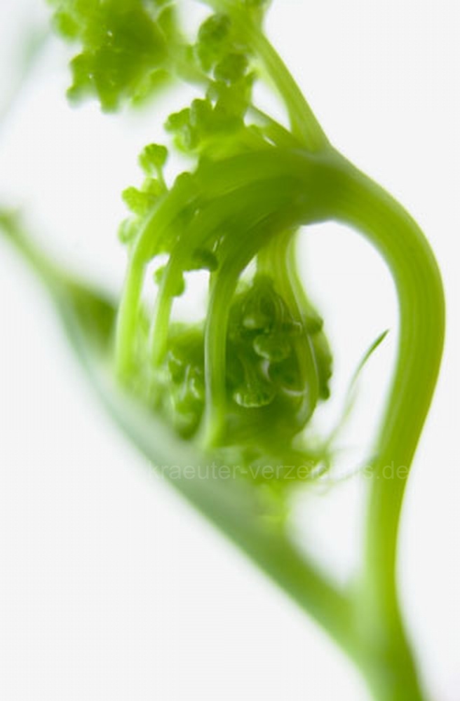 Dill