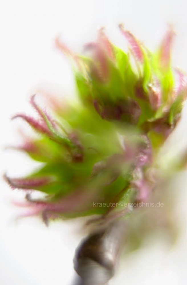Elm - Bachbl�te