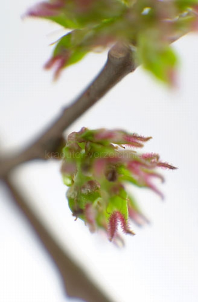 Elm - Bachbl�te