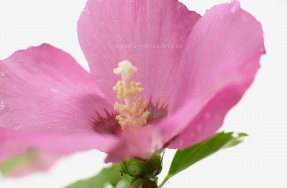 Hibiskus