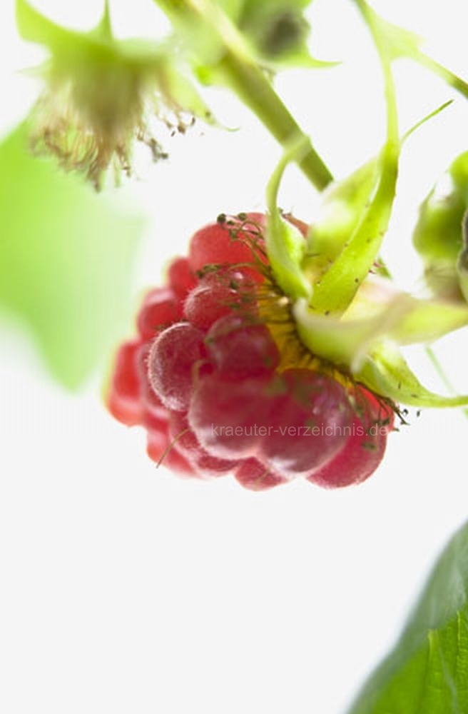 Himbeere