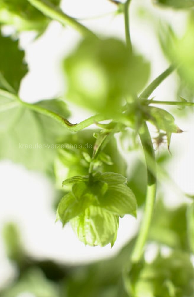 Hopfen
