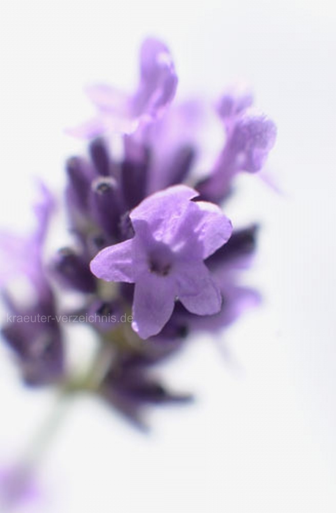 Die Heilkräuter Lavendel-Lavendula-officinalis-1