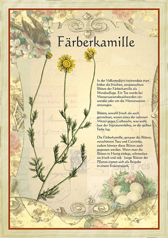 Dieses Bild kann man auch kaufen: www.kraeuter-verzeichnis.de/shop