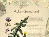 Ackergaensedistel