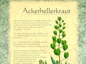 Ackerhellerkraut