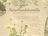 Ackerhundskamille