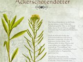 Ackerschotendotter
