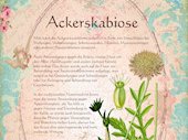 Ackerskabiose