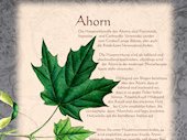 Ahorn