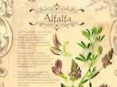 Alfalfa