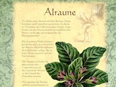 Alraune