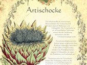 Artischocke