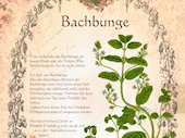 Bachbunge