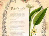 Baerlauch