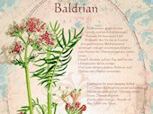 Baldrian
