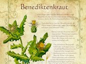 Benediktenkraut