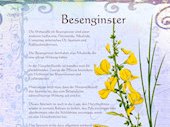 Besenginster