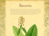 Betonie