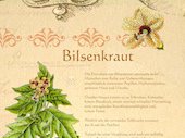 Bilsenkraut,