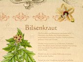 Bilsenkraut