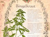 Bingelkraut