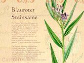 Blauroter-Steinsame