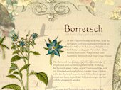 Borretsch