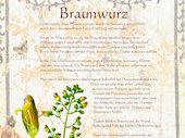 Braunwurz
