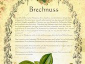 Brechnuss
