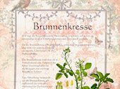 Brunnenkresse