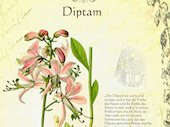 Diptam