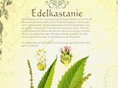 Edelkastanie