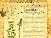 Eisenkraut