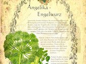 Engelwurz