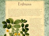 Erdnuss