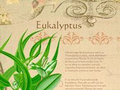 Eukalyptus