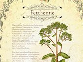 Fetthenne