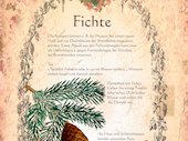 Fichte