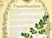 Frauenhaarfarn