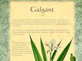 Galgant