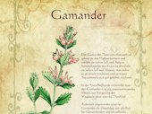 Gamander
