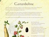 Gartenbohne
