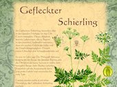 GefleckterSchierling