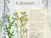Giftlattich