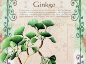 Ginkgo