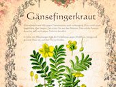 Gänsefingerkraut